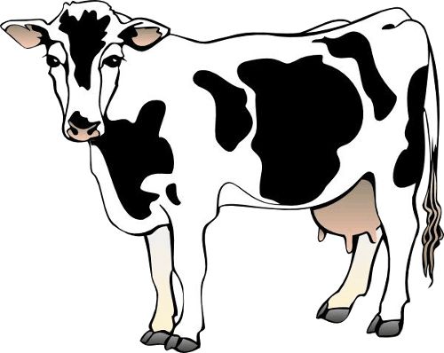 cow PNG    图片编号:50623