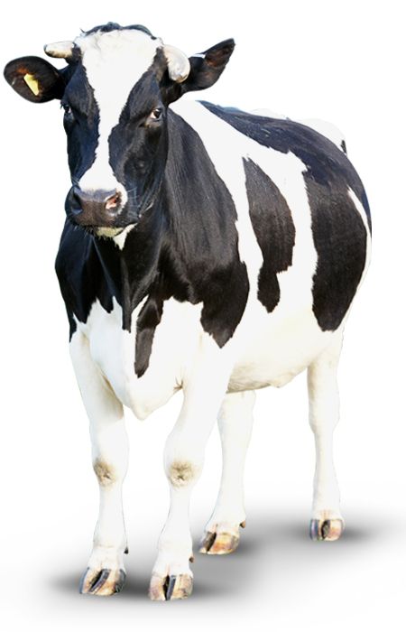 cow PNG    图片编号:50624