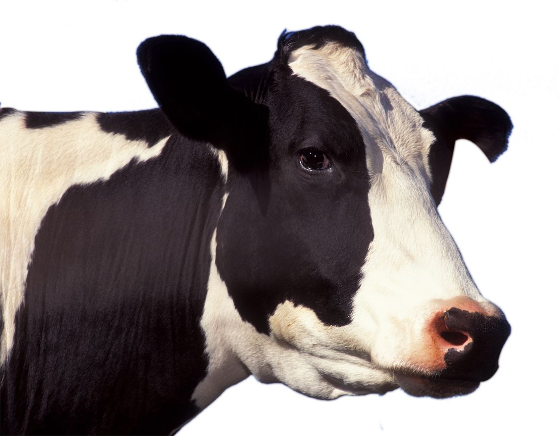 cow PNG    图片编号:50627