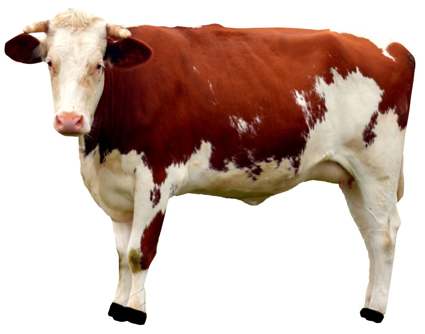 cow PNG    图片编号:50628