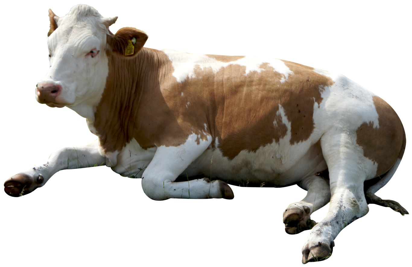 cow PNG    图片编号:50629