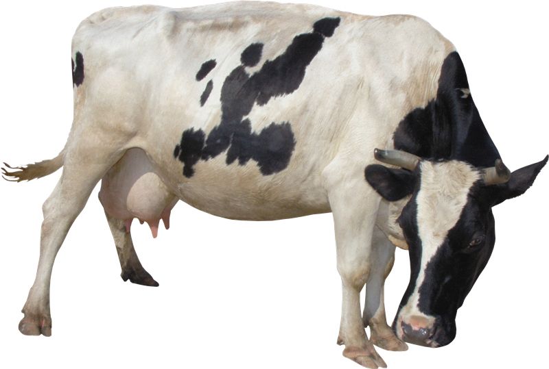 cow PNG    图片编号:50631