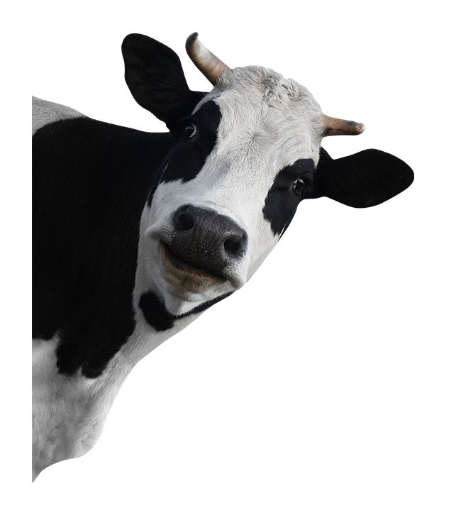 cow PNG    图片编号:50632