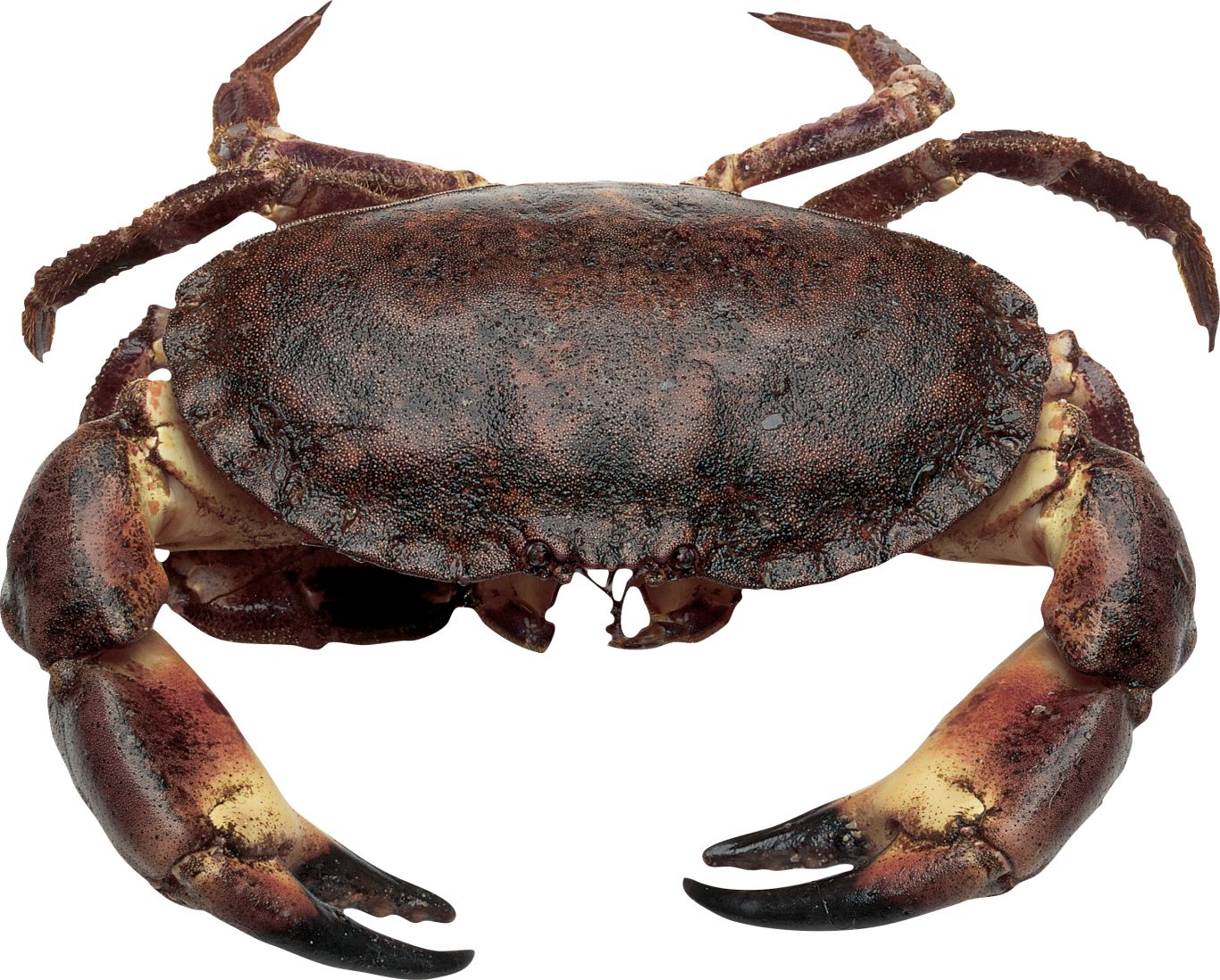 Crab PNG    图片编号:23697