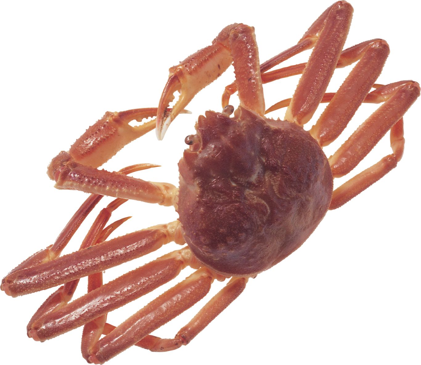 Crab PNG    图片编号:23698