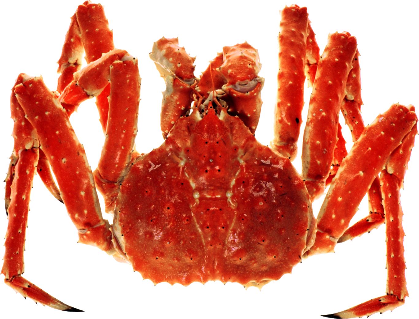 Crab PNG    图片编号:23699