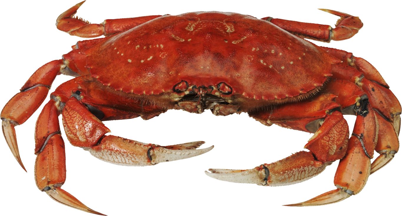 Crab PNG    图片编号:23701