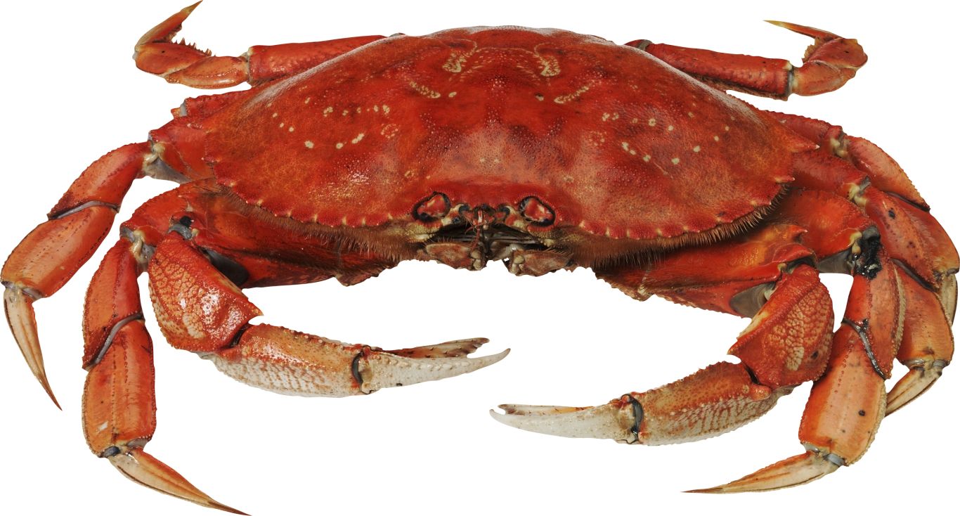 Crab PNG    图片编号:23702