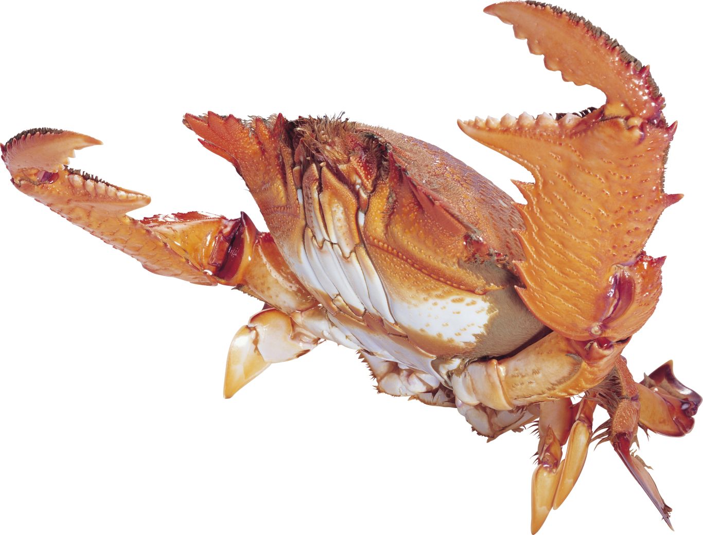 Crab PNG    图片编号:23703