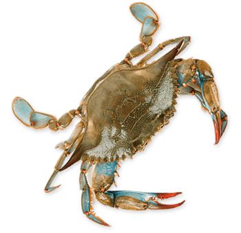 Crab PNG    图片编号:23704