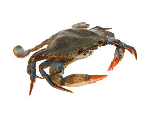 Crab PNG    图片编号:23705