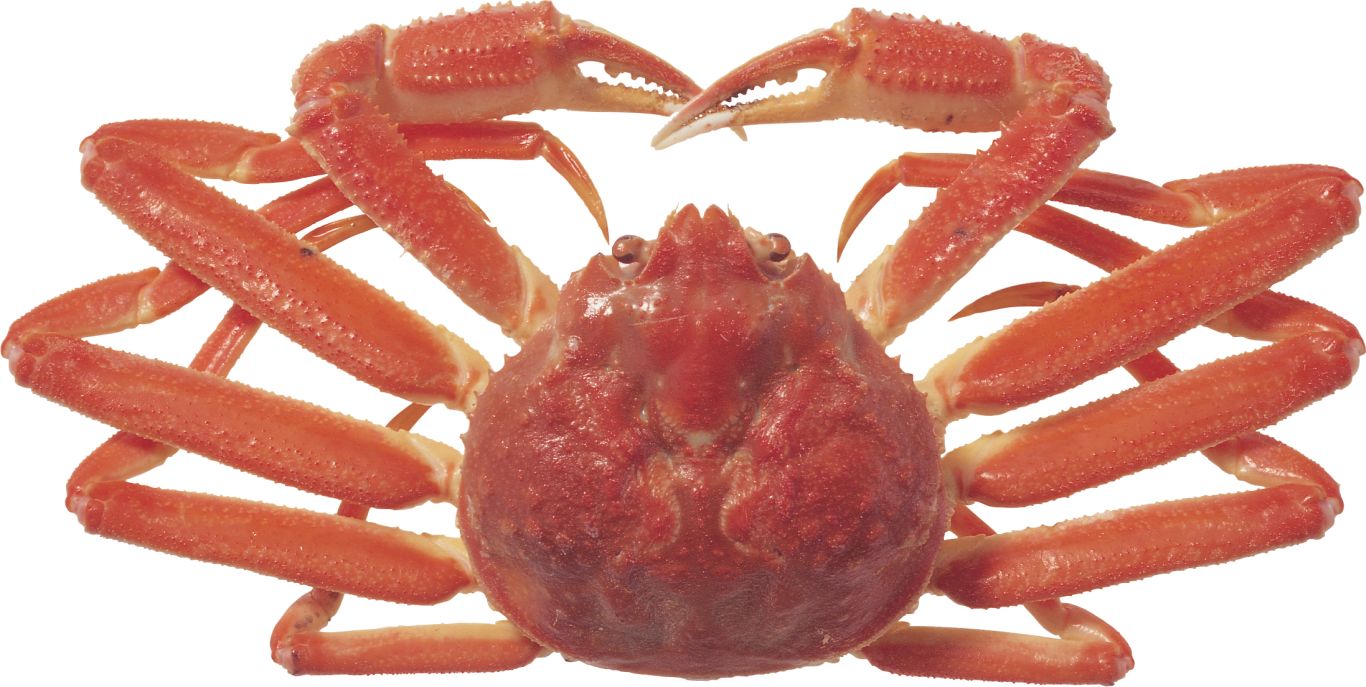 Crab PNG    图片编号:23688