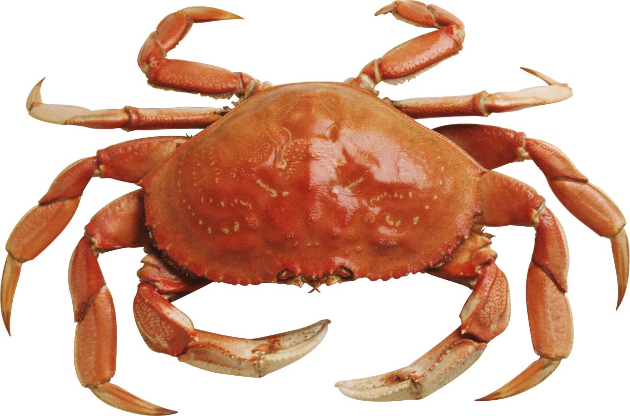Crab PNG    图片编号:23706