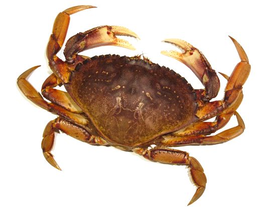 Crab PNG    图片编号:23708