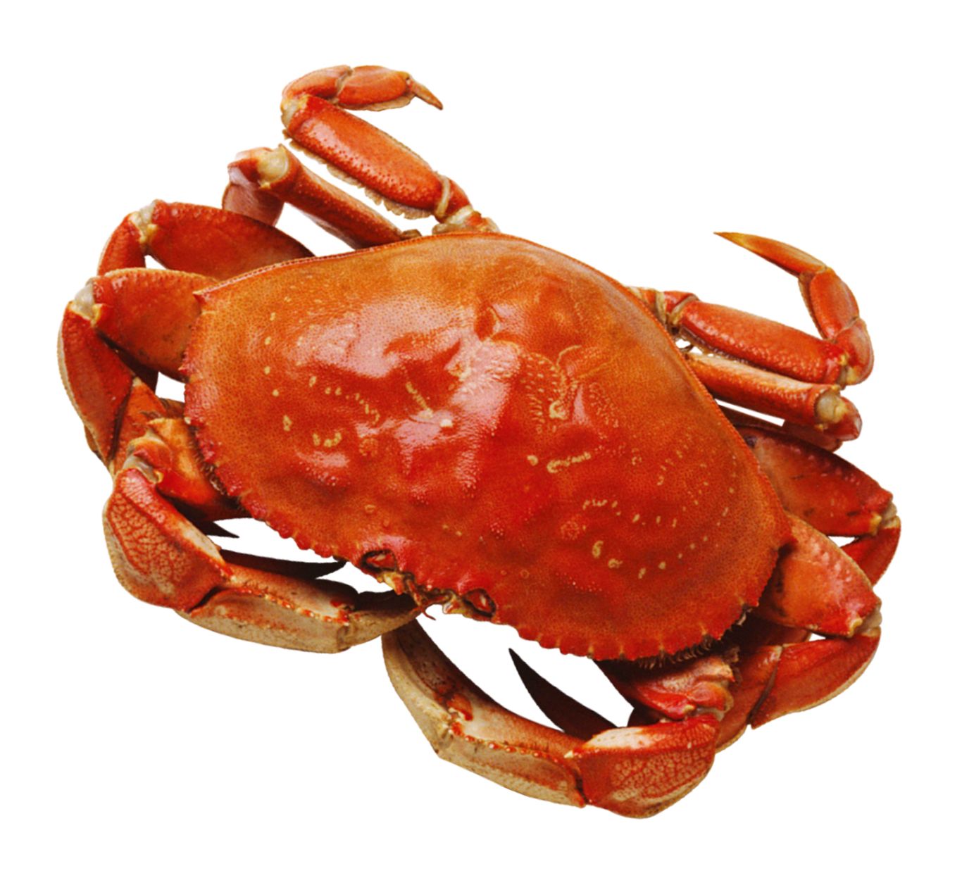Crab PNG    图片编号:23710