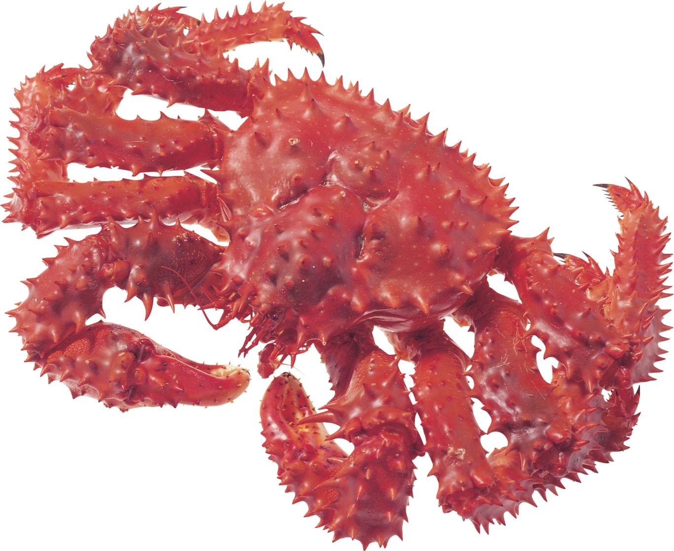 Crab PNG    图片编号:23689