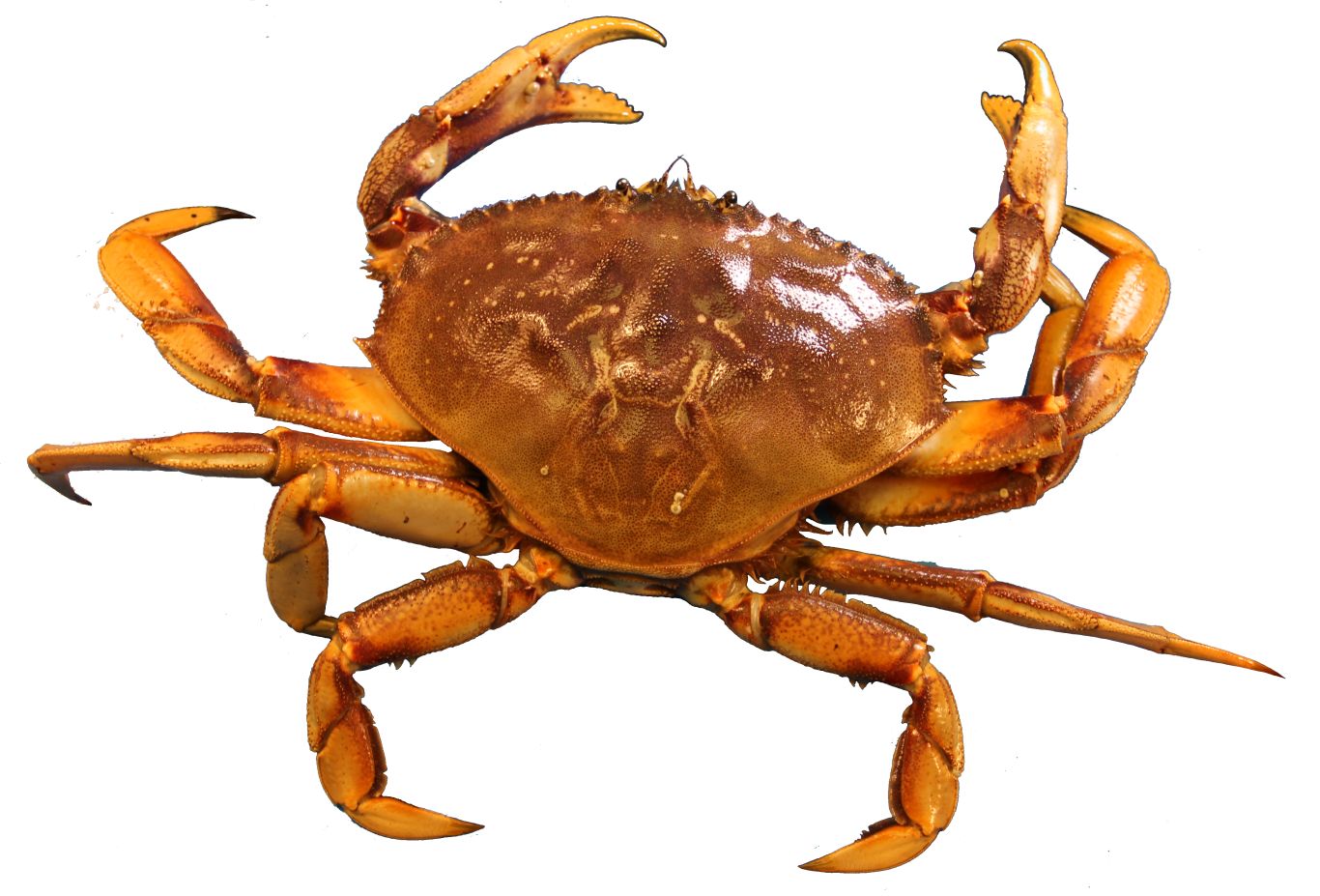 Crab PNG    图片编号:23716