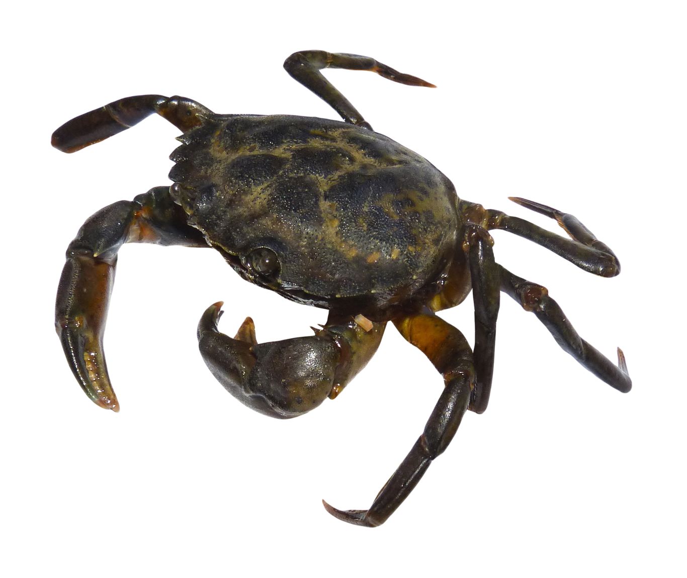 Crab PNG    图片编号:23717