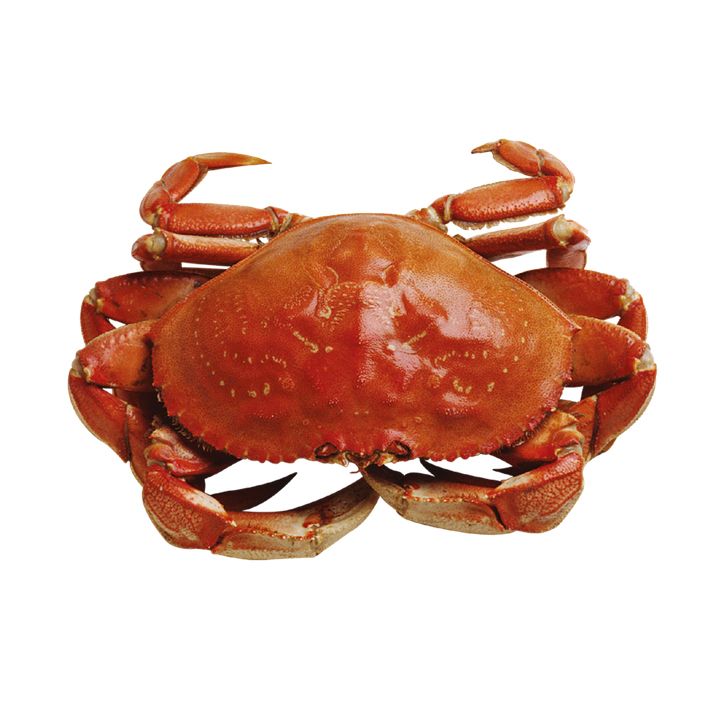 Crab PNG    图片编号:23721