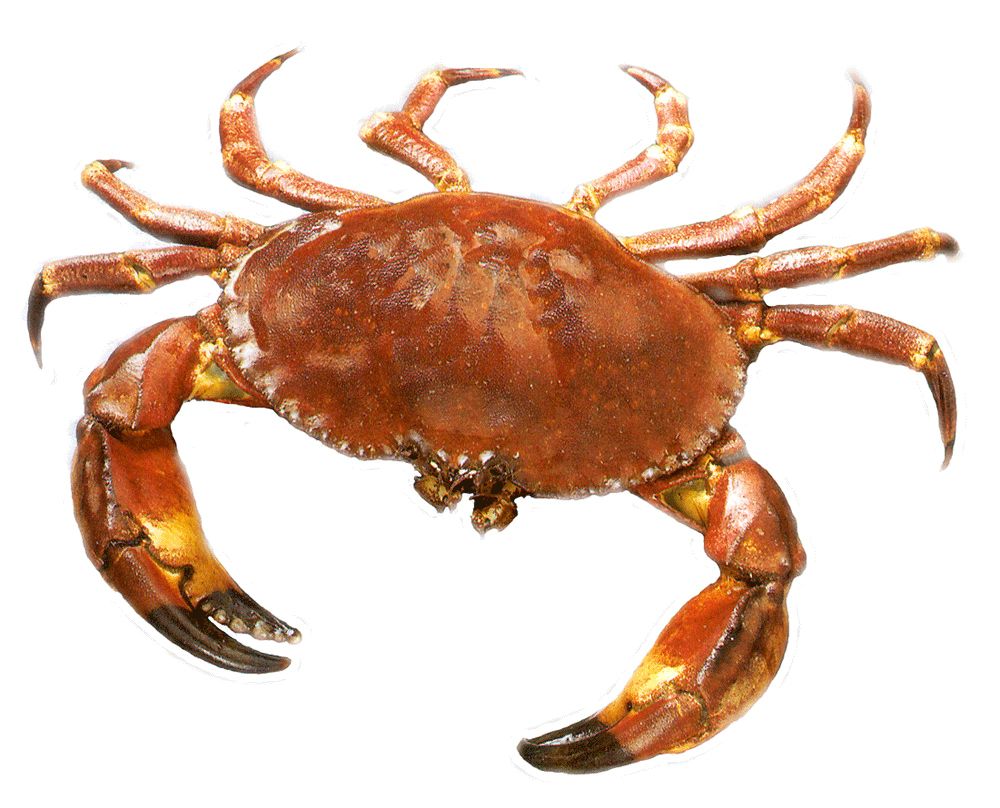 Crab PNG    图片编号:23723