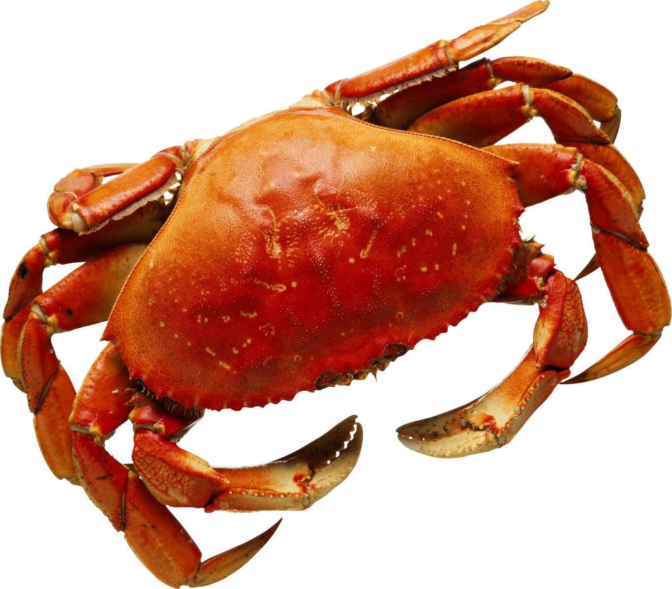 Crab PNG    图片编号:23691