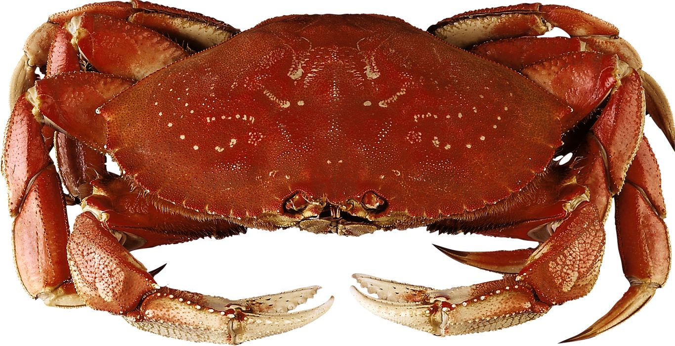 Crab PNG    图片编号:23692