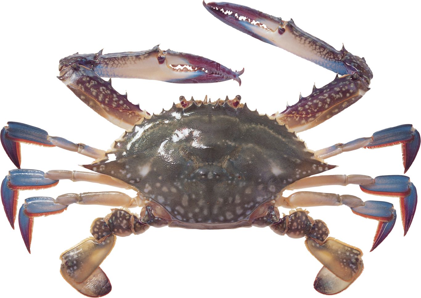 Crab PNG    图片编号:23693