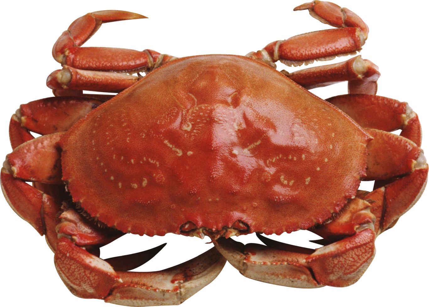 Crab PNG    图片编号:23694