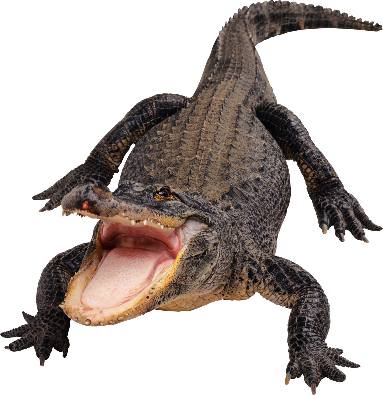 Crocodile, gator PNG    图片编号:13162