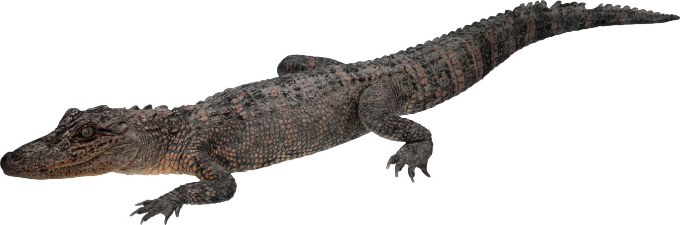 Crocodile PNG    图片编号:13163