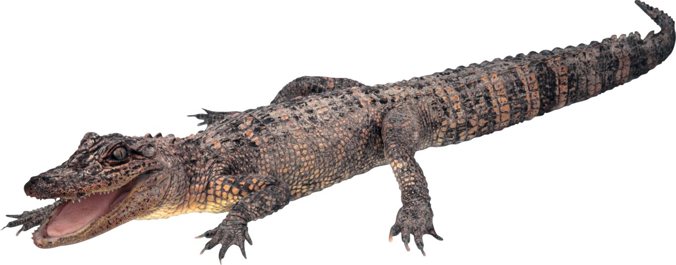 Crocodile, gator PNG    图片编号:13166