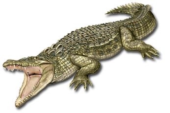 Crocodile PNG    图片编号:13167