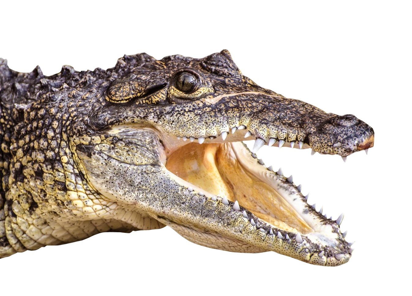 Crocodile PNG    图片编号:13171