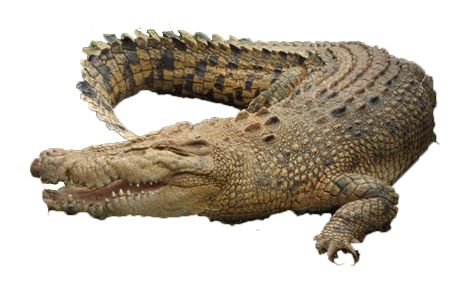 Crocodile PNG    图片编号:13174