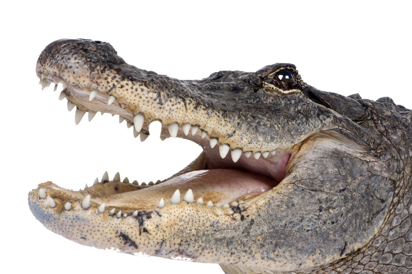 Crocodile PNG    图片编号:13175