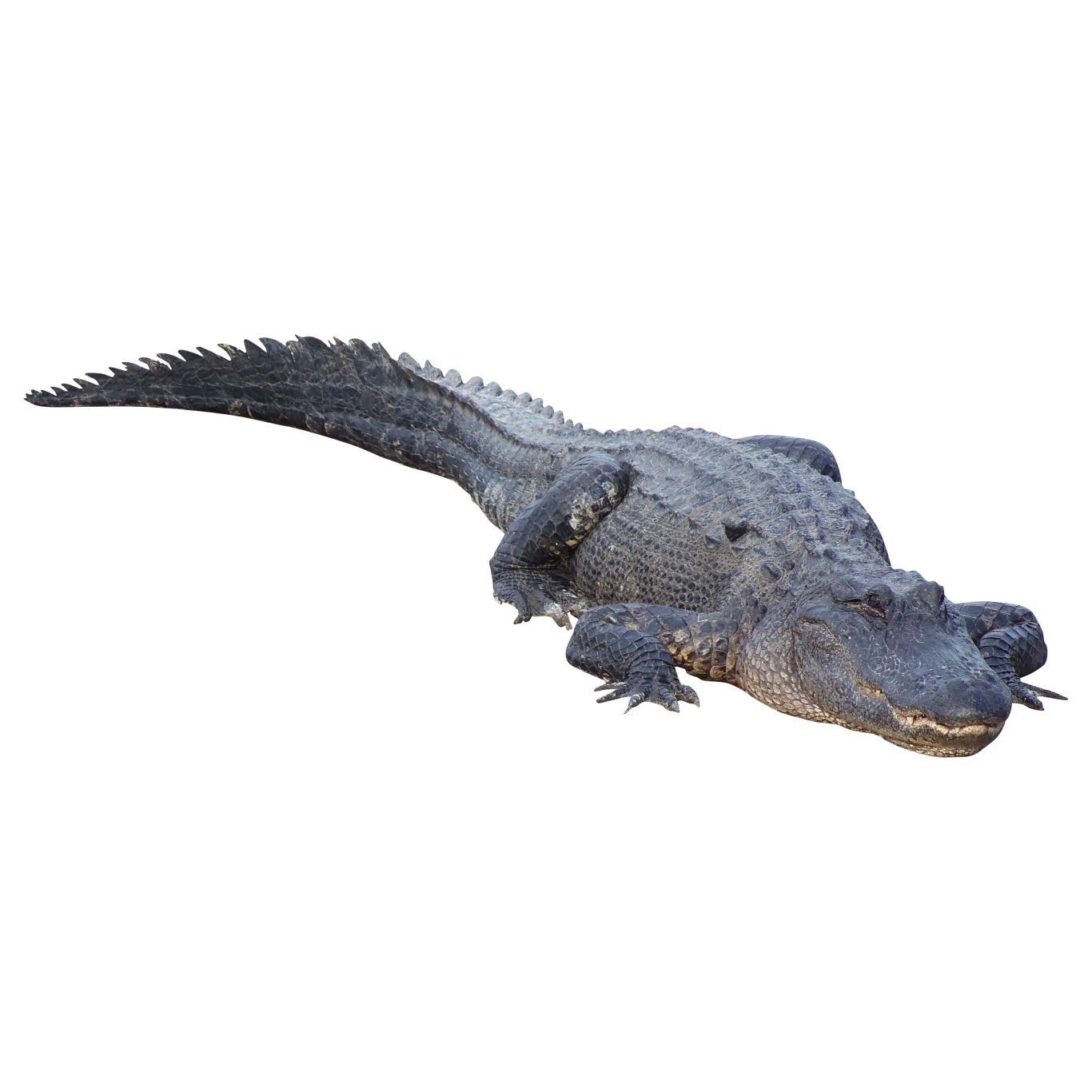 Crocodile PNG    图片编号:13177