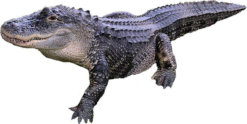 Crocodile PNG    图片编号:13180