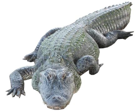 Crocodile PNG    图片编号:13181