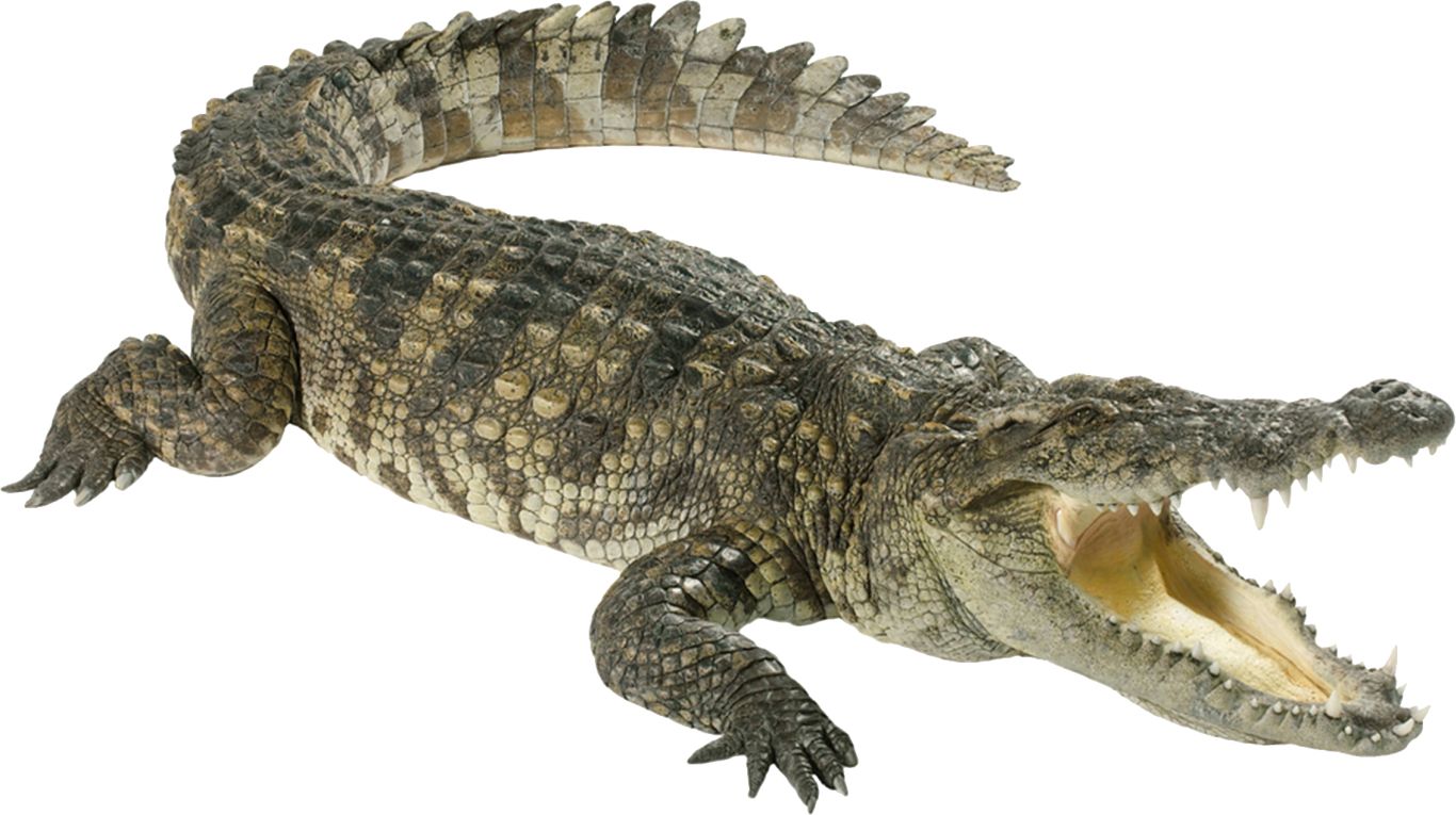 Crocodile PNG    图片编号:13185