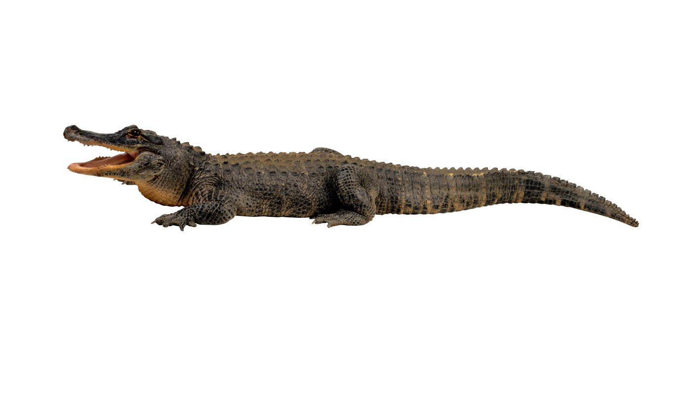 Crocodile PNG    图片编号:13186