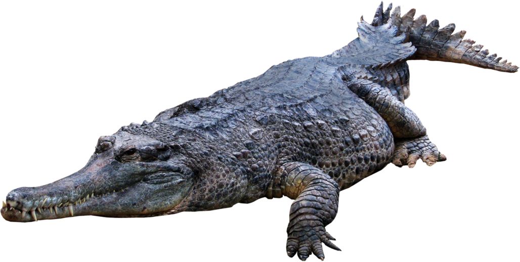 Crocodile, gator PNG    图片编号:13187