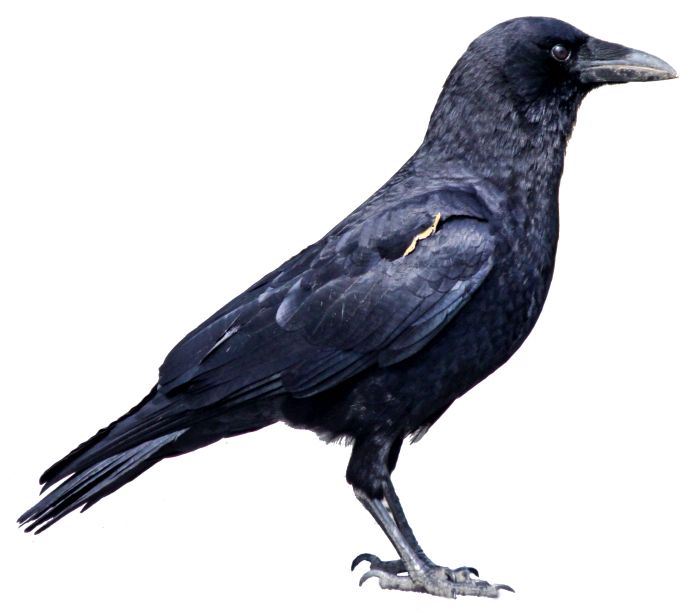 Black crow PNG image    图片编号:3093