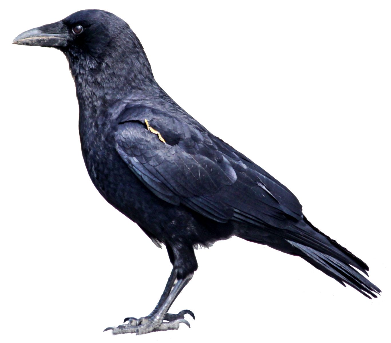Crow PNG image    图片编号:3094