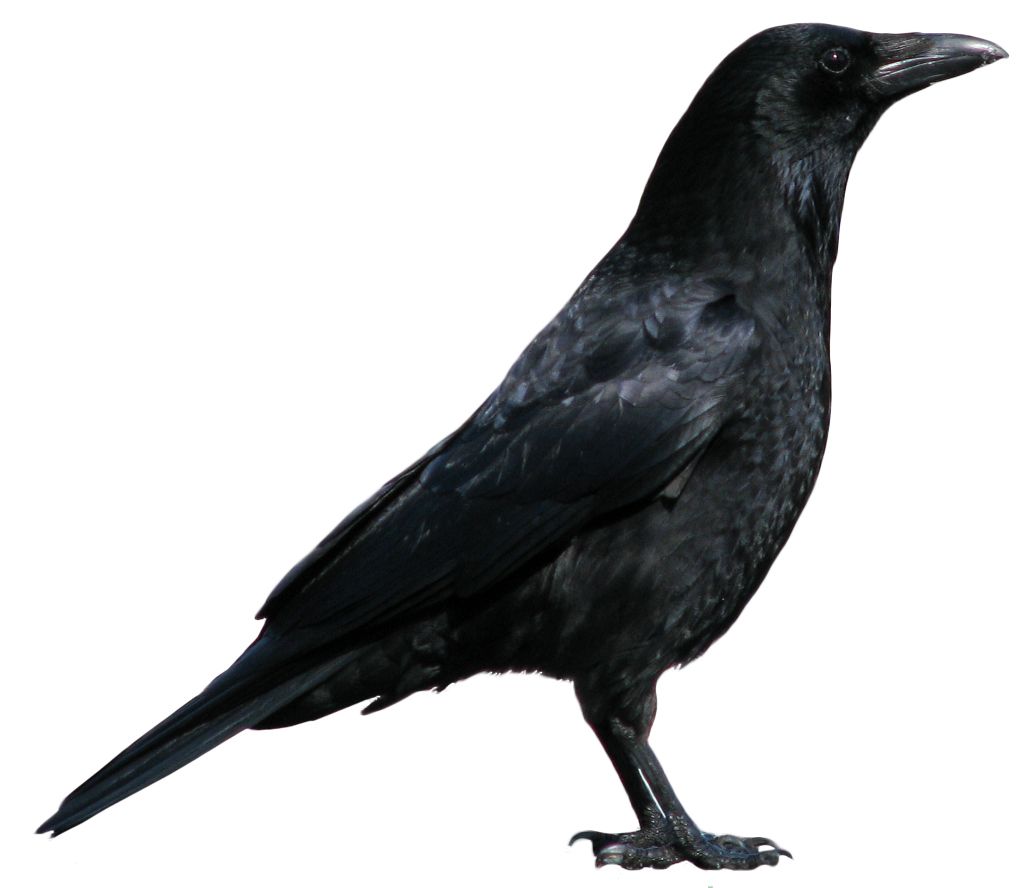 Crow PNG image    图片编号:3096
