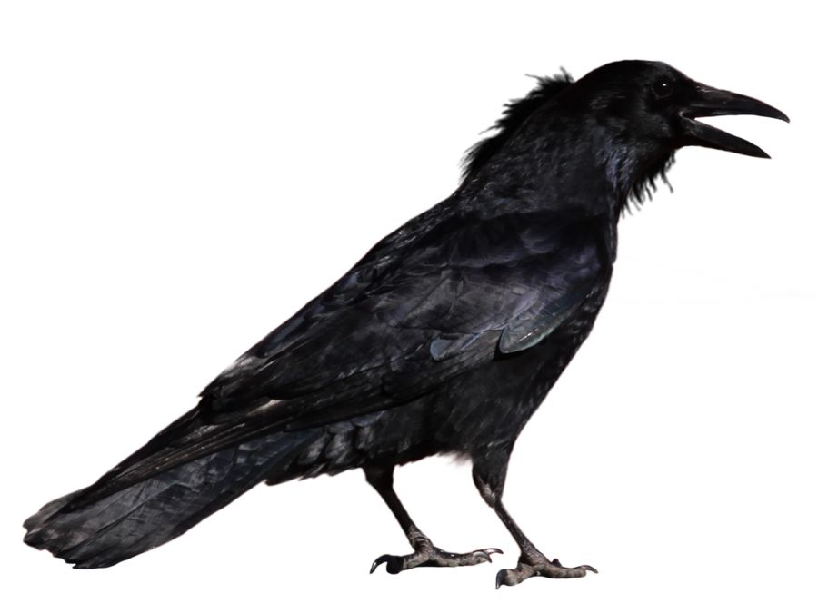Crow PNG image    图片编号:3097