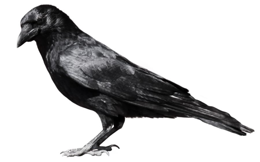 Crow PNG image    图片编号:3098