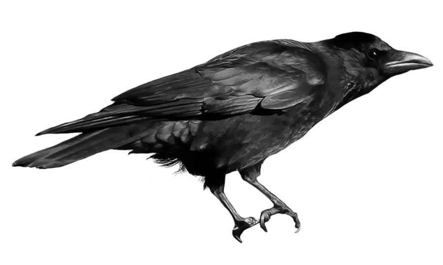 Crow PNG image    图片编号:3100