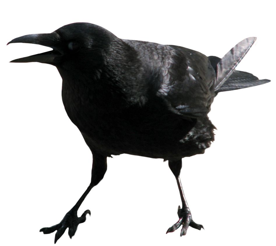 Crow PNG image    图片编号:3104