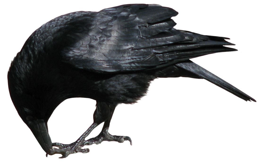 Crow PNG image    图片编号:3105