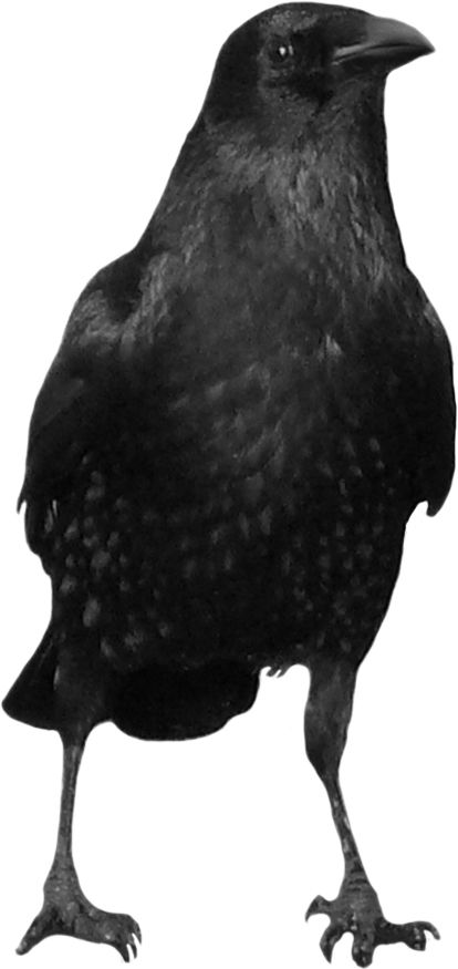 Black crow PNG image    图片编号:3106